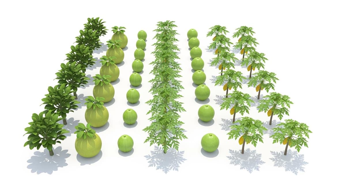 Sơ đồ kỹ thuật khoảng cách trồng xen canh bưởi da xanh đạt chuẩn VietGAP